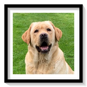 Wunderschöne Labrador Hündin in Gelb