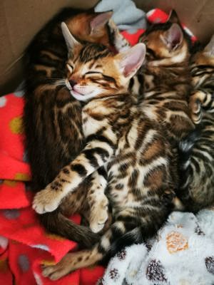 Bengal-Kitten, *22.1.2024, nur noch 1 Mädchen und 1 Junge ab Mitte April abzugeben Bild 9