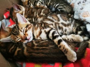 Bengal-Kitten, *22.1.2024, nur noch 1 Mädchen und 1 Junge ab Mitte April abzugeben Bild 10