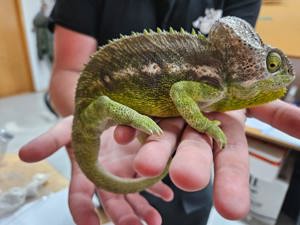 Warzenchamäleon (furcifer verrucosus) Pärchen 1.1