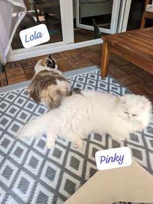 Lola und Pinky Bild 9