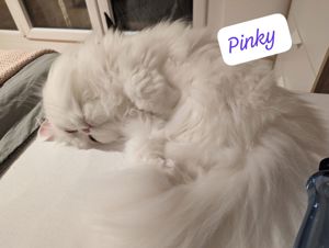 Lola und Pinky Bild 5