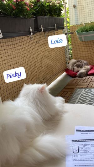 Lola und Pinky Bild 6