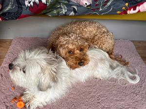 deckrüden Maltipoo apricot farben  Bild 8