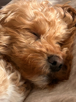 deckrüden Maltipoo apricot farben  Bild 3