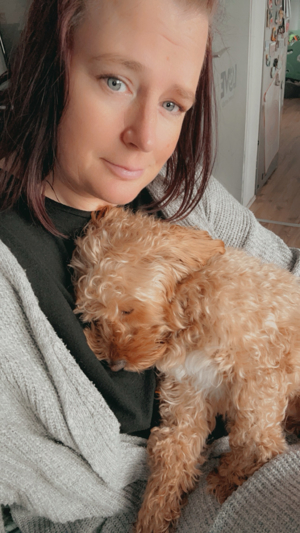 deckrüden Maltipoo apricot farben  Bild 5