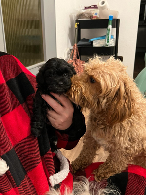 deckrüden Maltipoo apricot farben  Bild 7