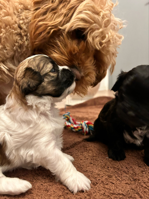 deckrüden Maltipoo apricot farben  Bild 4