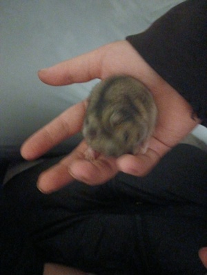 Hamsterbabys Bild 2