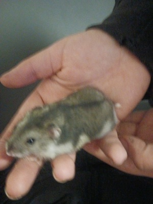 Hamsterbabys Bild 1