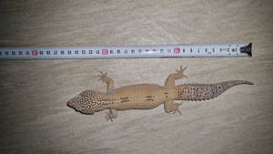 Leopardgecko super giant die waren riesen Bild 7