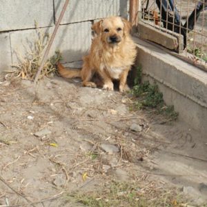 Bandi, Dackel-Terrier-Mix, Rüde, geb. ca. 10 2020 Bild 1