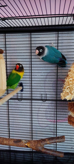 Agaporniden Unzertrennliche Schwarzköpfchen Paar Papagein  Bild 2