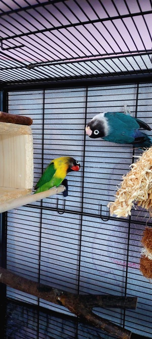 Agaporniden Unzertrennliche Schwarzköpfchen Paar Papagein  Bild 3