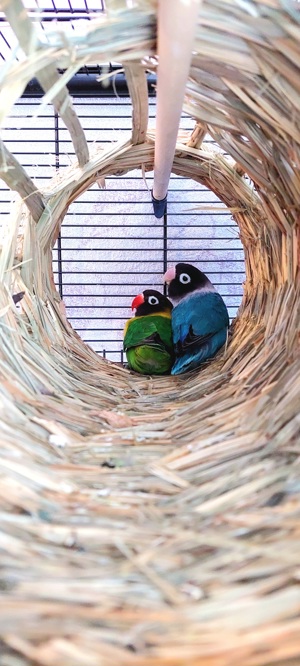 Agaporniden Unzertrennliche Schwarzköpfchen Paar Papagein  Bild 1