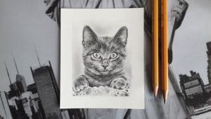 Miniatur Tierportrait in Bleistift ab Foto Bild 8