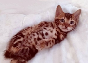 Wunderschöne reinrassige Bengalen Kitten Bild 3