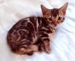 Wunderschöne reinrassige Bengalen Kitten Bild 2