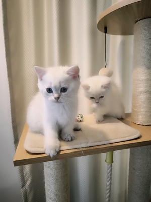 BKH Kitten mit exzellente STAMMBAUM  Bild 1
