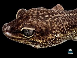 ID: 214 Leopardgecko Pure Black Night Weibchen von 2018 Bild 4