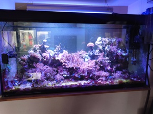 Meerwasseraquarium 500 liter Bild 4