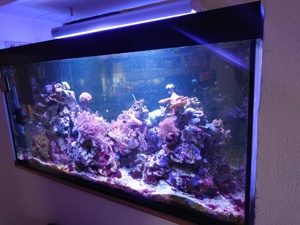 Meerwasseraquarium 500 liter Bild 3