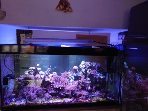 Meerwasseraquarium 500 liter Bild 1