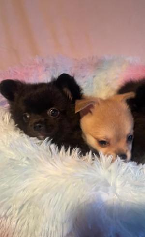 Chihuahua Welpen mit Ahnentafel Bild 8