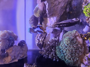 Meerwasseraquarium Auflösung  Bild 2