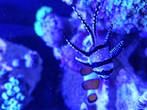 Meerwasseraquarium Auflösung  Bild 6