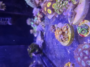 Meerwasseraquarium Auflösung  Bild 5