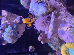 Meerwasseraquarium Auflösung  Bild 3