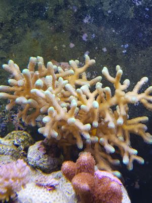 Meerwasser Korallen Gorgonie , Goniopora , Stylopora Bild 3
