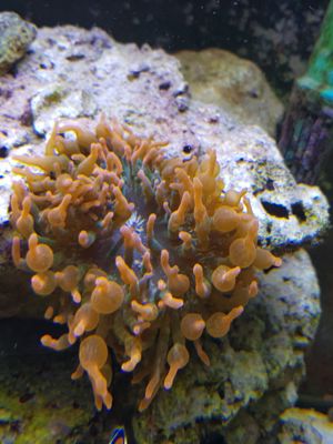Meerwasser Korallen Gorgonie , Goniopora , Stylopora Bild 4