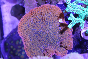 Korallenableger Bild 8