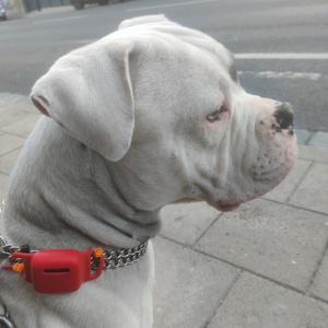 American Bully abzugeben 