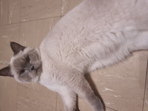 BKH Blue Point Deckkater 