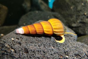 Tylomelania sp. Orange Yellow - Turmdeckelschnecke - Felsschnecke