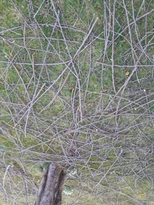 Obstbaumschnitt Bild 3