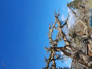 Obstbaumschnitt Bild 2