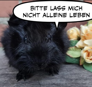 Leihmeerschweinchen