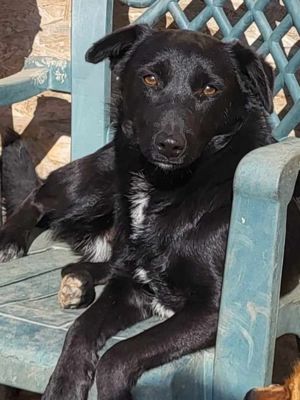 ZIPPY - verspieltes Hundekind auf Körbchensuche (wartet in Rumänien) Bild 2