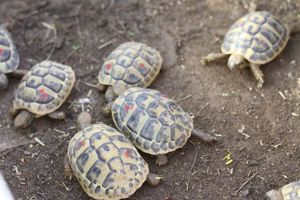 Griechische Landschildkröten thb 2020-2022