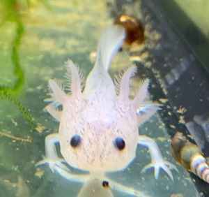 Axolotl Jungtiere, Ambystoma mexicanum Bild 4