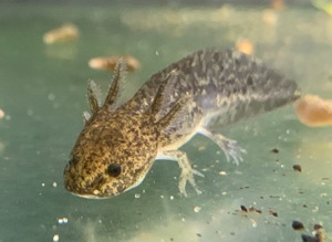 Axolotl Jungtiere, Ambystoma mexicanum Bild 3