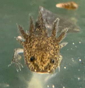 Axolotl Jungtiere, Ambystoma mexicanum Bild 1