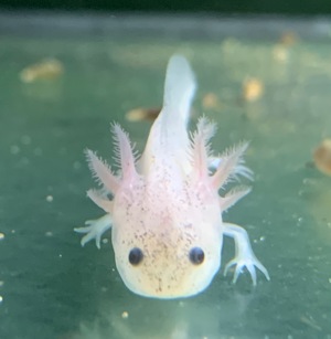 Axolotl Jungtiere, Ambystoma mexicanum Bild 6