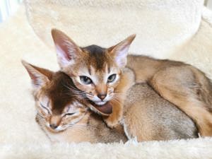 Reinrassige Abessinier Kitten suchen ein neues Zuhause Bild 5