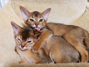 Reinrassige Abessinier Kitten suchen ein neues Zuhause Bild 3