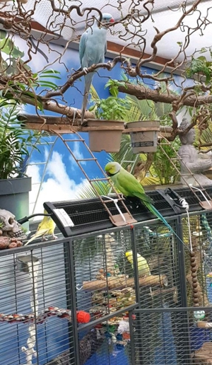 Bines Vogelparadies hat noch freie Plätze für Papageien und Sittiche 